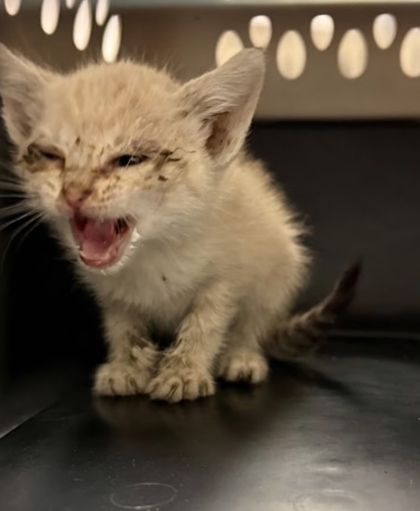 Shelter Stray Female Cat last seen S Marks Ave & W Cesar Chavez Blvd, Fresno Zone Fresno CO 1A 93706, CA, Fresno, CA 93706