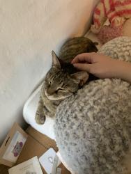 Reunited Female Cat last seen Elms road and church lane, Freckenham, England IP28