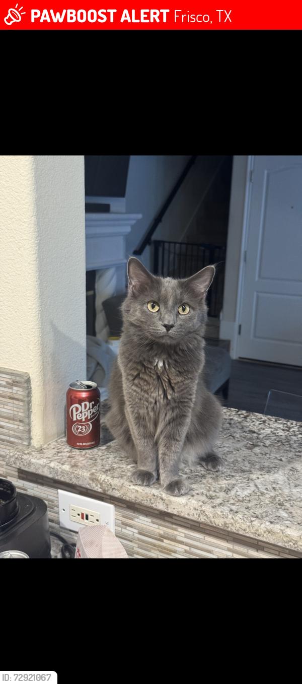 Lost Male Cat last seen Stonebrook Pkwy & Dallas North Tollway, Frisco, TX 75034