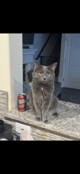 Lost Male Cat last seen Stonebrook Pkwy & Dallas North Tollway, Frisco, TX 75034