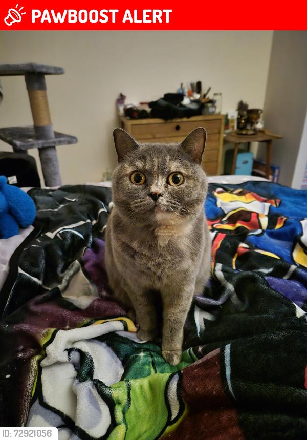 Lost Female Cat last seen Near fieldsview melksham SN12 8FF, Wiltshire, England SN12