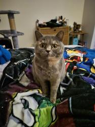 Lost Female Cat last seen Near fieldsview melksham SN12 8FF , Wiltshire, England SN12