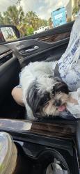 Found/Stray Female Dog last seen Near palm valley church, Mission, TX 78574