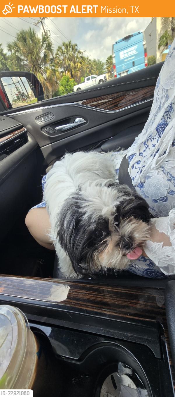 Found/Stray Female Dog last seen Near palm valley church, Mission, TX 78574