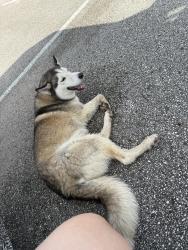 Found/Stray Female Dog last seen Near north , Montgomery County, TX 77302