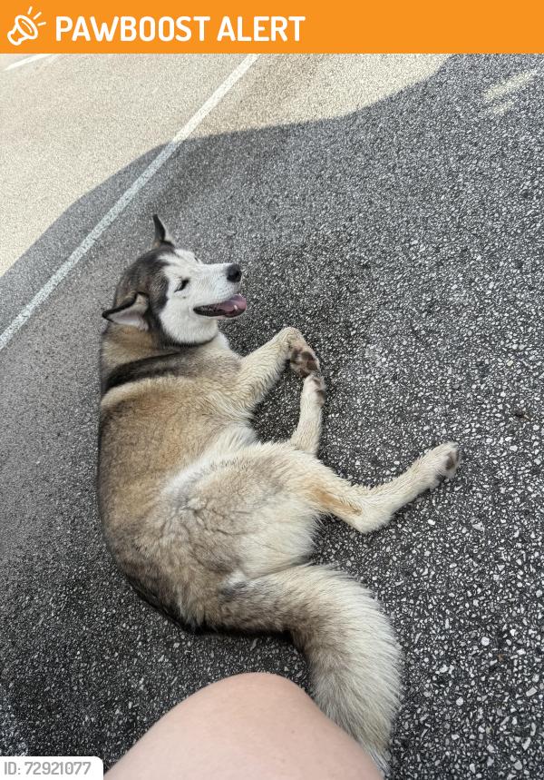 Found/Stray Female Dog last seen Near north , Montgomery County, TX 77302