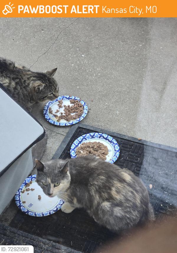 Found/Stray Female Cat last seen NE 50th & Michigan Ave, by Davidson Elementary School , Kansas City, MO 64118