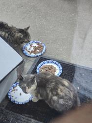 Found/Stray Female Cat last seen NE 50th & Michigan Ave, by Davidson Elementary School , Kansas City, MO 64118