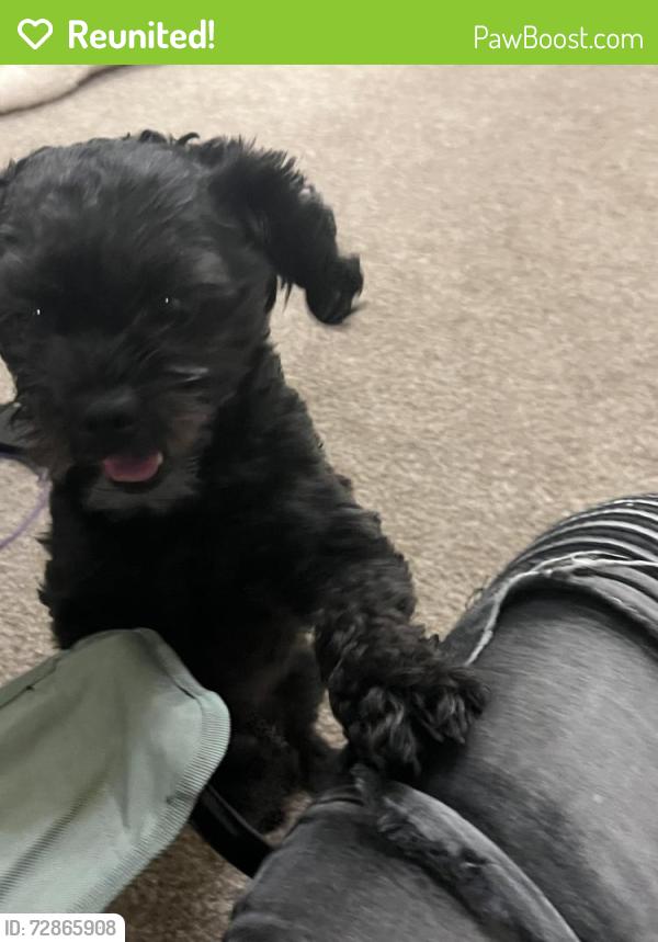Reunited Male Dog last seen Good vets , Silver Spring, MD 20910