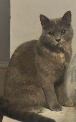 Reunited Female Cat last seen Greenford perivale, Perivale, England UB6 8TQ