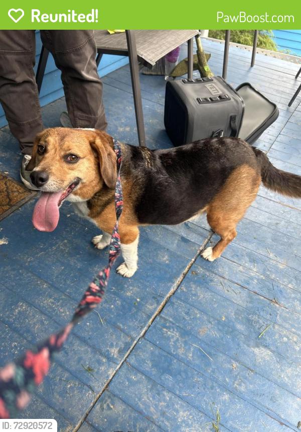 Reunited Unknown Dog last seen Millers chicken , Athens, OH 45701