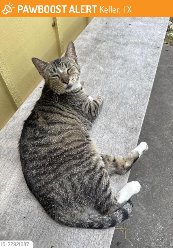 Found/Stray Female Cat last seen At viva Pottery, Keller, TX 76248
