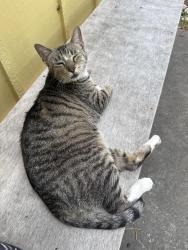 Found/Stray Female Cat last seen At viva Pottery, Keller, TX 76248