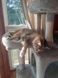 Reunited Female Cat last seen HWY 16 S, Taylorsville, NC 28681