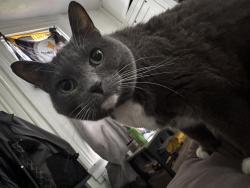 Reunited Female Cat last seen Near Pines Plaza in Ross twp , Pittsburgh, PA 15237
