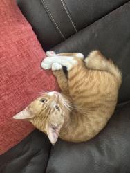 Lost Male Cat last seen route 104 oswego ny , Oswego, NY 13126
