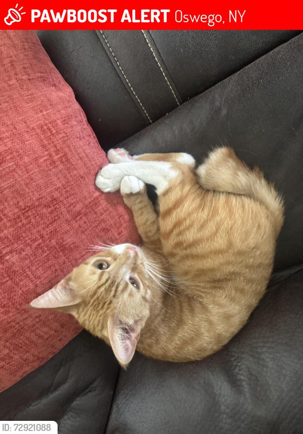 Lost Male Cat last seen route 104 oswego ny , Oswego, NY 13126