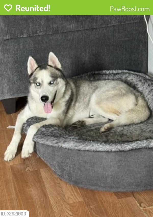 Reunited Male Dog last seen Near SW 121st Ave, Miami, FL 33175, USA, Miami, FL 33175
