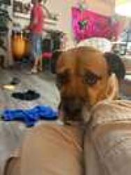 Lost Male Dog last seen Irving nw golf course , Albuquerque, NM 87114