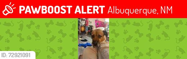 Lost Male Dog last seen Irving nw golf course , Albuquerque, NM 87114