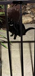 Found/Stray Male Cat last seen Caledon circle, Lincoln, CA 95648