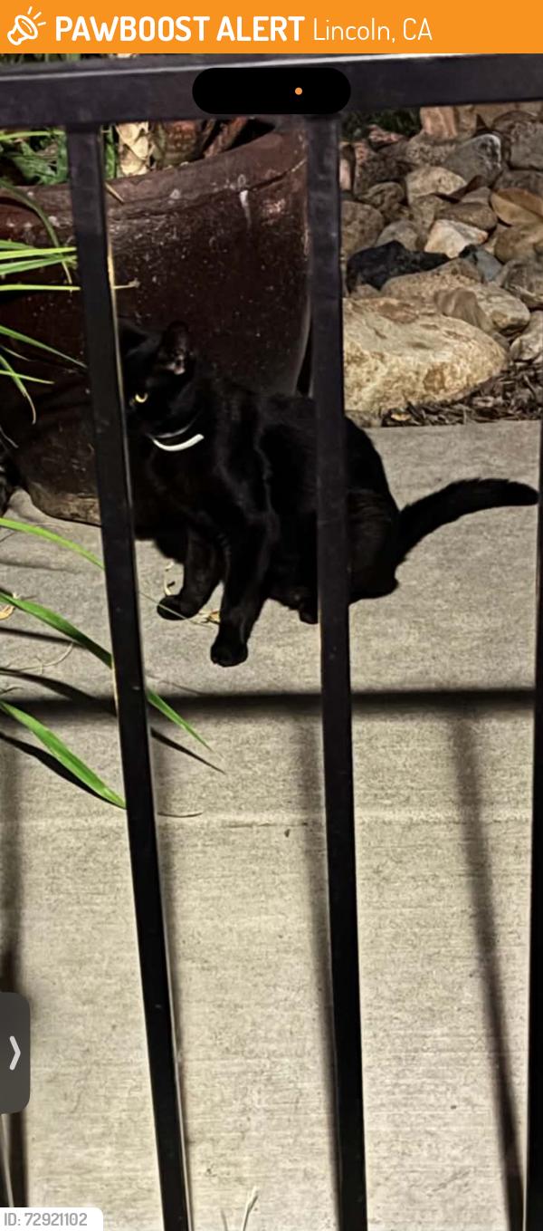 Found/Stray Male Cat last seen Caledon circle, Lincoln, CA 95648