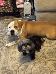 Reunited Female Dog last seen Wilson Rd, Humble, Tx, Harris County, TX 77396