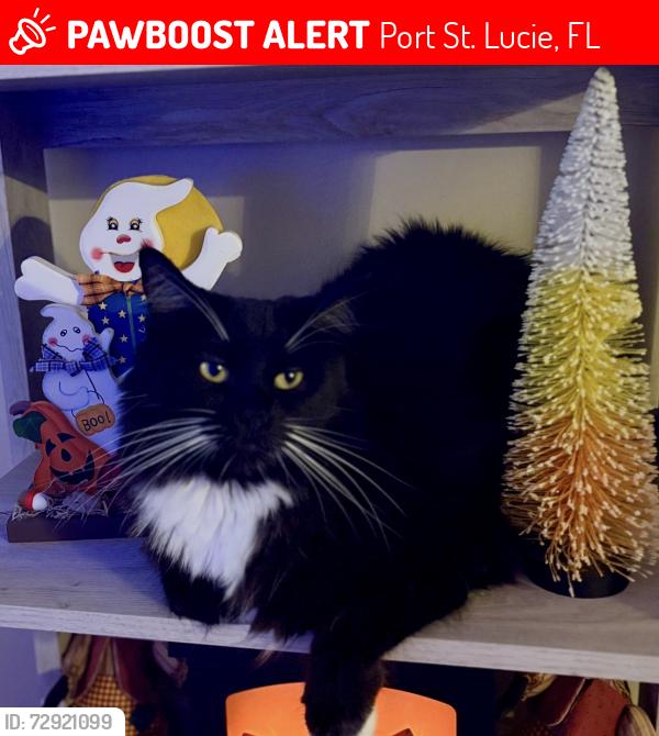 Lost Male Cat last seen PSL Blvd and McCoy Ave, Port St. Lucie, FL 34953
