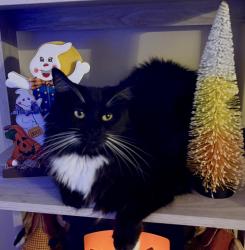 Lost Male Cat last seen PSL Blvd and McCoy Ave, Port St. Lucie, FL 34953