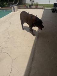 Found/Stray Male Dog last seen Perry Airport , Pembroke Pines, FL 33023