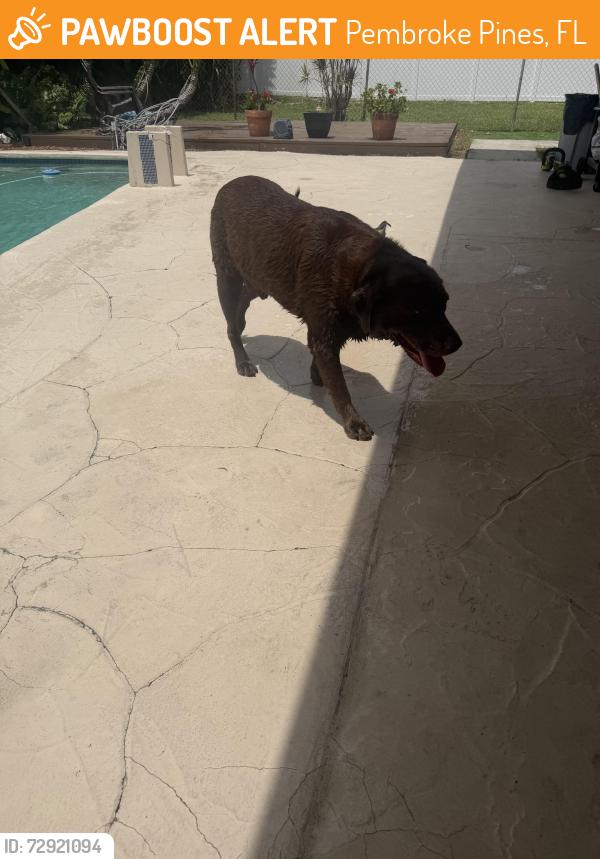 Found/Stray Male Dog last seen Perry Airport , Pembroke Pines, FL 33023