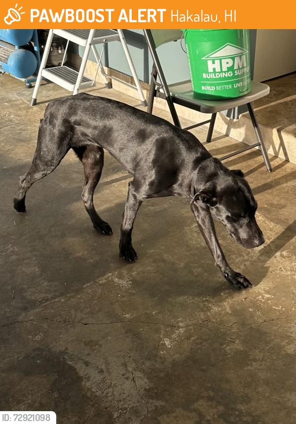 Surrendered Female Dog last seen Kanna Rd, Hakalau, HI 96710