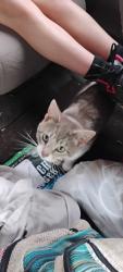 Found/Stray Male Cat last seen Vermillion, Duluth, MN 55803