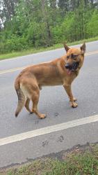 Found/Stray Male Dog last seen Rockfish rd , Davis Bridge Rd, NC 28371