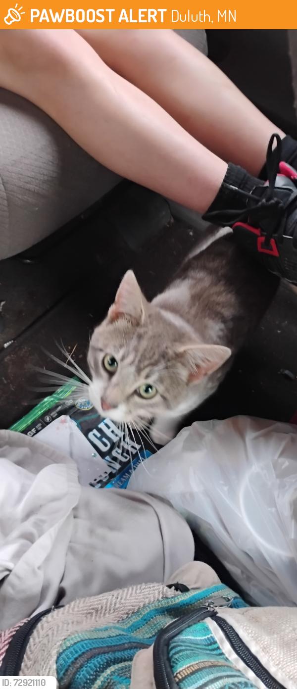 Found/Stray Male Cat last seen Vermillion, Duluth, MN 55803