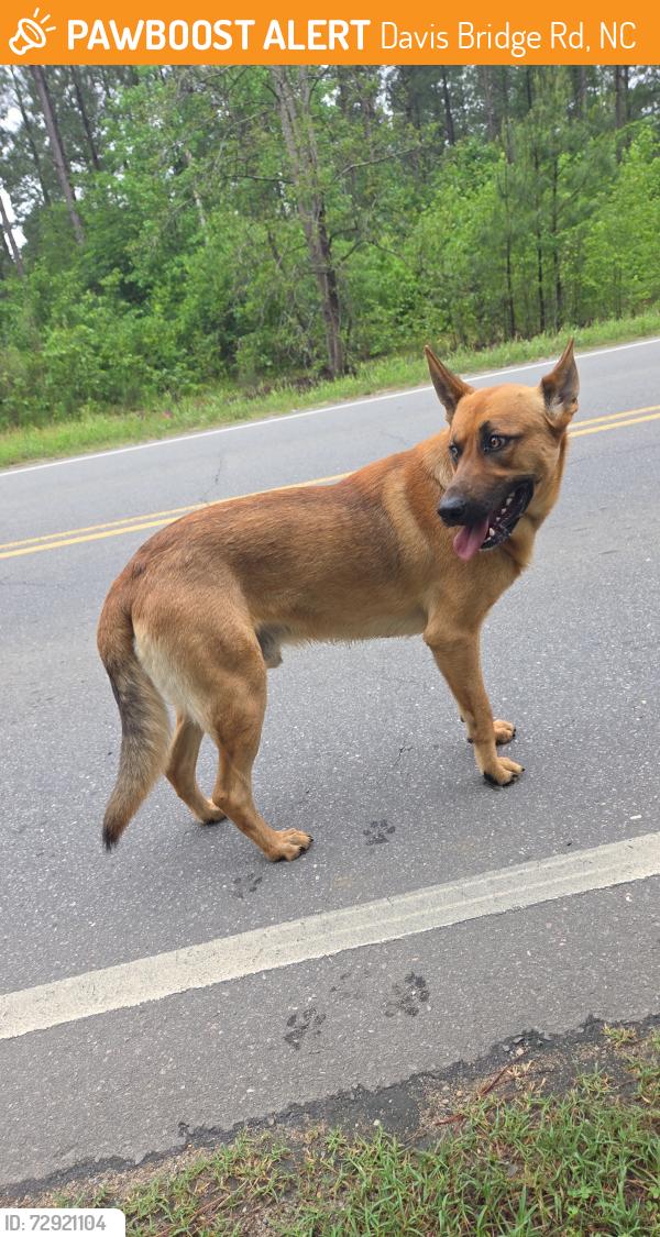 Found/Stray Male Dog last seen Rockfish rd , Davis Bridge Rd, NC 28371