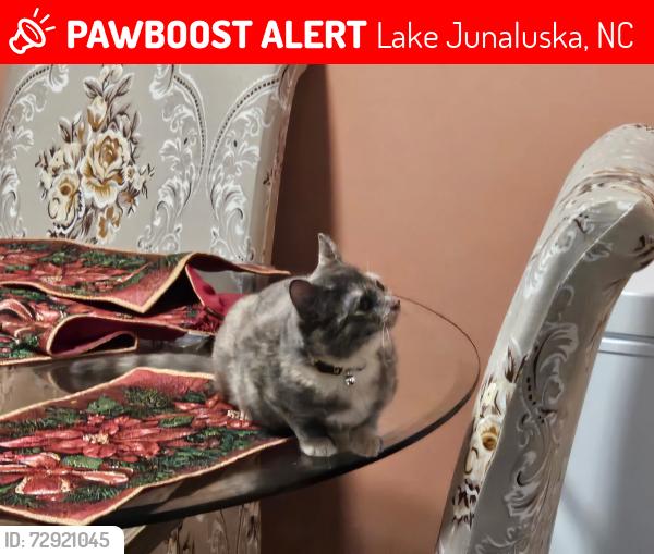 Lost Female Cat last seen Near Memory Ln - Shackford Hall RD, Lake Junaluska, NC 28786