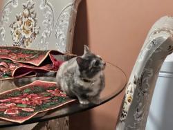Lost Female Cat last seen Near Memory Ln - Shackford Hall RD, Lake Junaluska, NC 28786