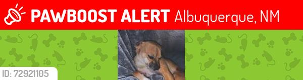 Lost Male Dog last seen Irving and golf course , Albuquerque, NM 87114