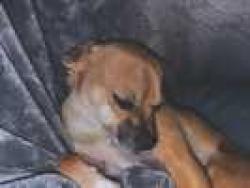 Lost Male Dog last seen Irving and golf course , Albuquerque, NM 87114