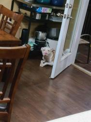 Found/Stray Female Dog last seen Murphy circle/Hicks , Sevierville, TN 37862