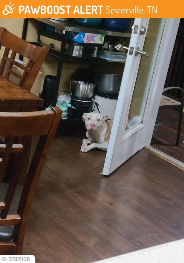 Found/Stray Female Dog last seen Murphy circle/Hicks , Sevierville, TN 37862