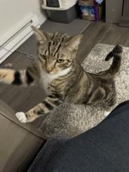 Reunited Male Cat last seen escaped off our back patio may be near the fairwood plaza, Renton, WA 98058