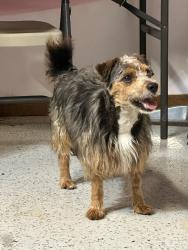 Reunited Male Dog last seen 50th and western , Chicago, IL 60629