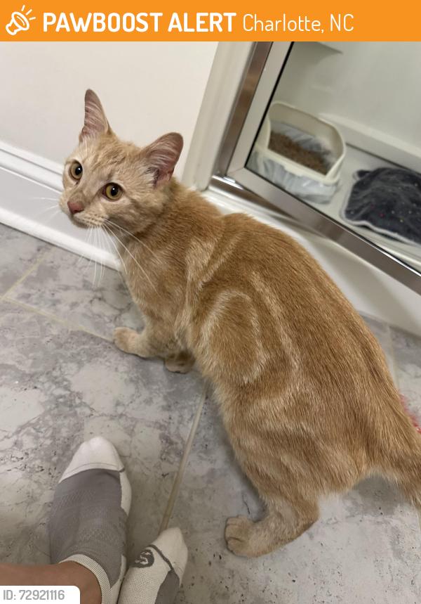 Found/Stray Unknown Cat last seen West trade and Judson , Charlotte, NC 28208