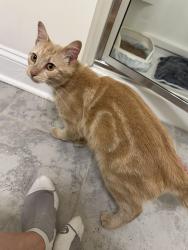 Found/Stray Unknown Cat last seen West trade and Judson , Charlotte, NC 28208