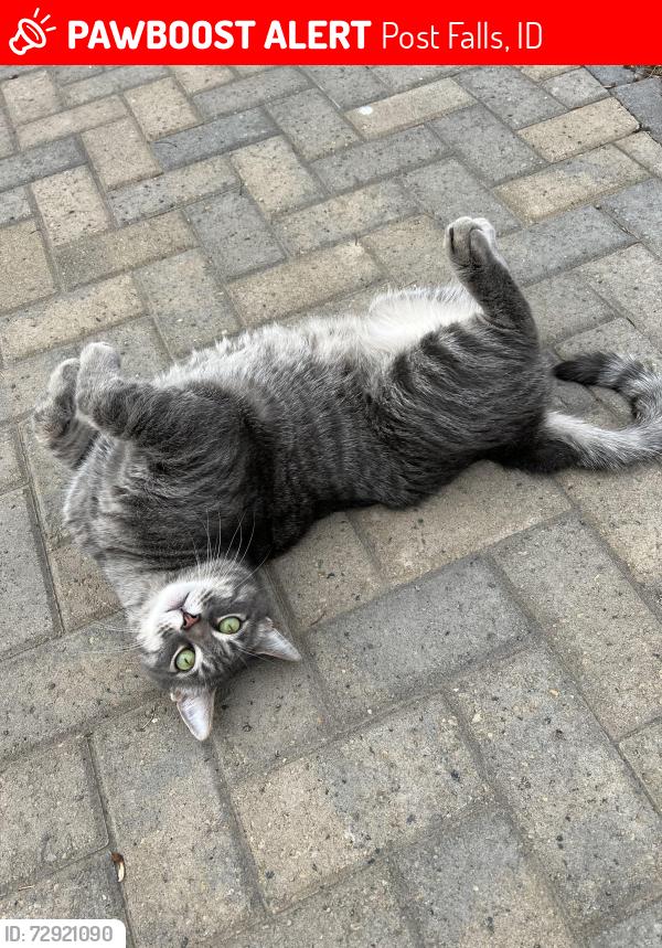 Lost Male Cat last seen Warren Field, Post Falls, ID 83854