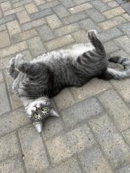 Lost Male Cat last seen Warren Field, Post Falls, ID 83854