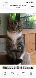 Lost Male Cat last seen Baird St Minoa Ny 13116, Minoa, NY 13116
