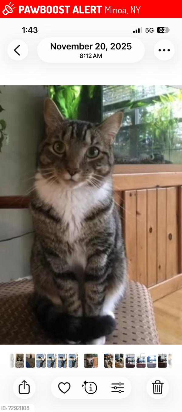 Lost Male Cat last seen Baird St Minoa Ny 13116, Minoa, NY 13116
